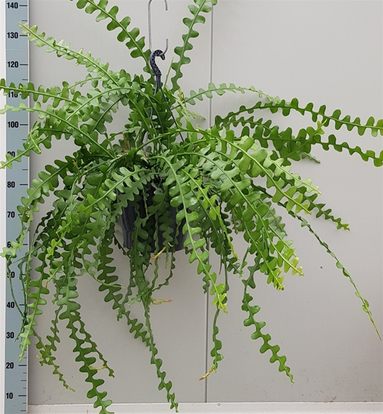 Epiphyllum Anguliger Ampel