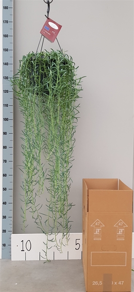 Senecio BluePickle Ampel