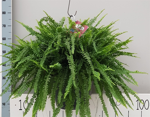 Nephrolepis Green Lady Ampel