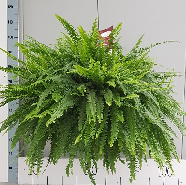 Nephrolepis Green Lady Ampel