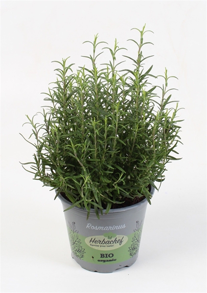 Rosmarinus Officinalis BIO