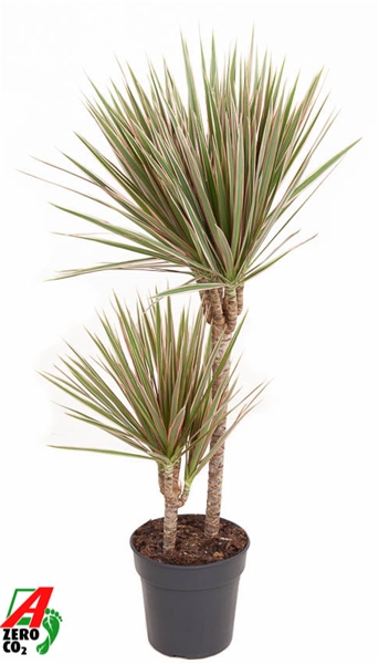 Dracaena Marginata Bicolor 45-15