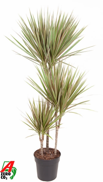 Dracaena Marginata Bicolor 60-30-15