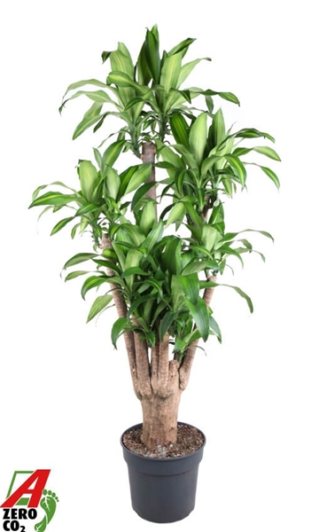 Dracaena Massangeana Verzweigt