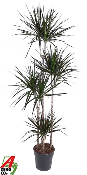 Dracaena Marginata Magenta 120-90-60-30