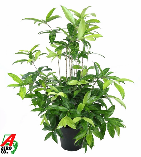 Dracaena Surculosa
