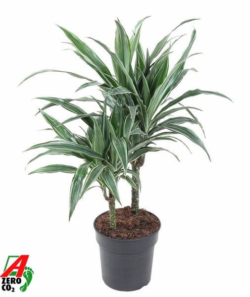 Dracaena Fragrans Warneckei 30-10