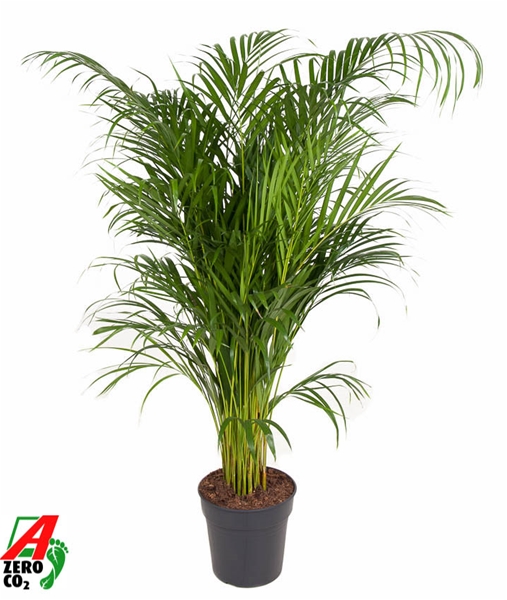 Areca Dypsis Lutescens