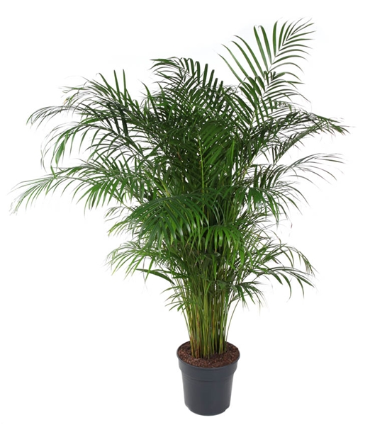 Areca Dypsis Lutescens