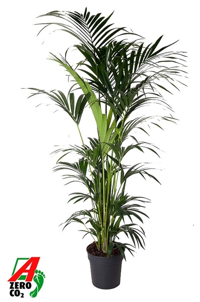 Kentia Howea Forsteriana