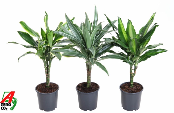 Dracaena Mix Stam