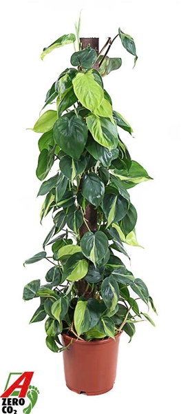 Philodendron Scandens Brasil Moosstab