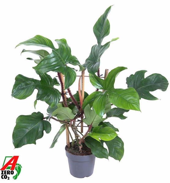 Philodendron Squamiferum Red Wonder Spalier