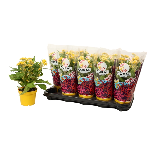 Celosia Argentea Hot Topic Gelb