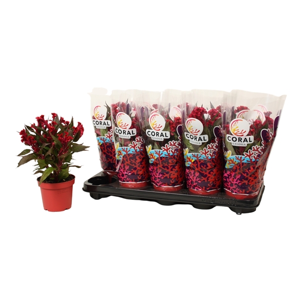 Celosia Argentea Hot Topic Violett