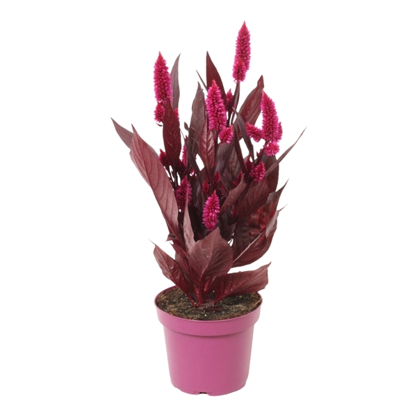 Celosia Mystic Shades 