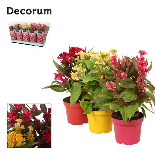 Celosia Hot Topic Mixtray