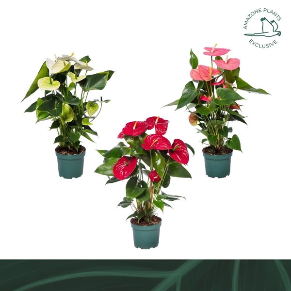 Anthurium Andreanum Mixtray