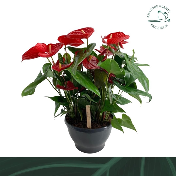 Anthurium Adreanum Nevada Schale