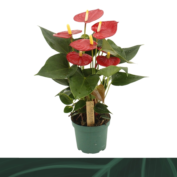 Anthurium Andreanum Aroha 