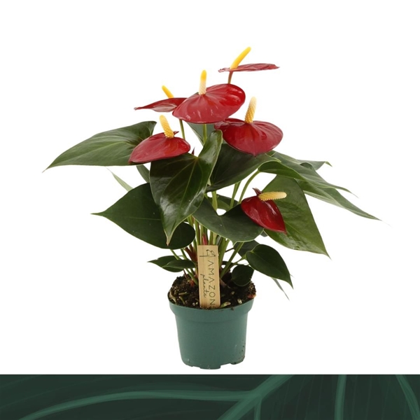 Anthurium Andreanum Aroha