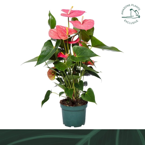 Anthurium Andreanum Colorado 