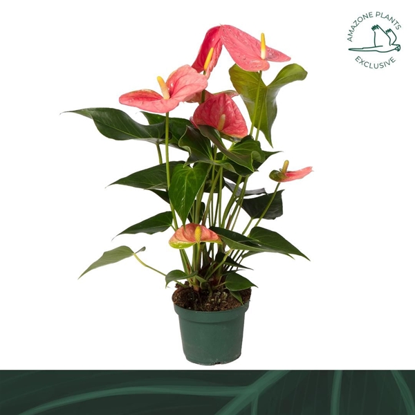 Anthurium Andreanum Colorado