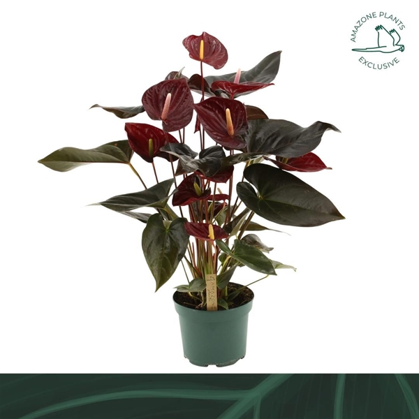 Anthurium Andreanum Delicata 