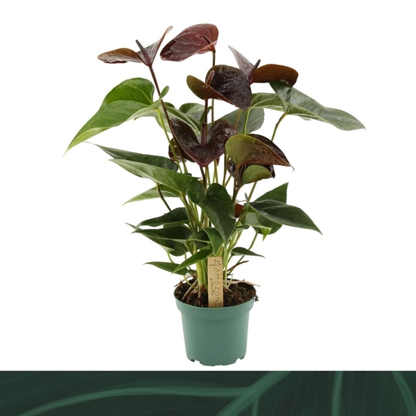 Anthurium Andreanum Essencia