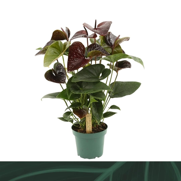 Anthurium Andreanum Essencia 