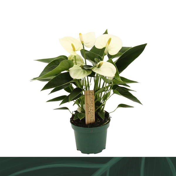 Anthurium Andreanum Everest 