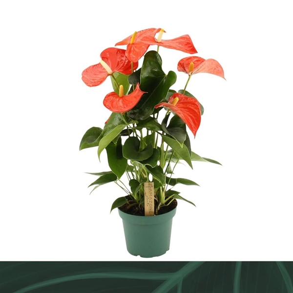 Anthurium Andreanum Florida 