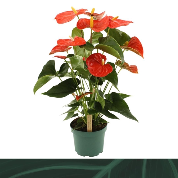 Anthurium Andreanum Florida