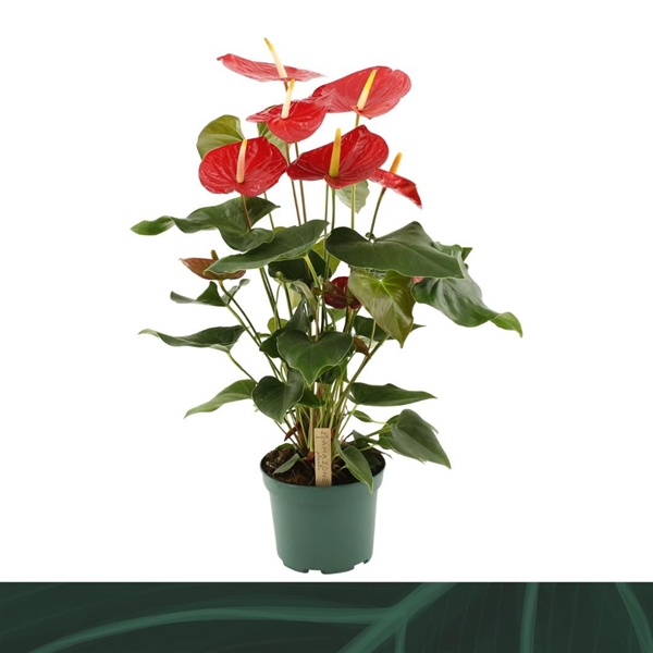 Anthurium Andreanum Idaho