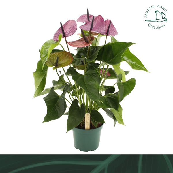 Anthurium Andreanum Louisiana
