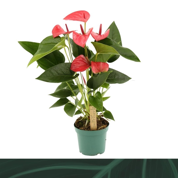 Anthurium Andreanum Melito