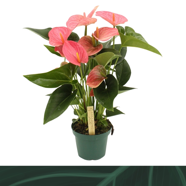Anthurium Andreanum Melito 