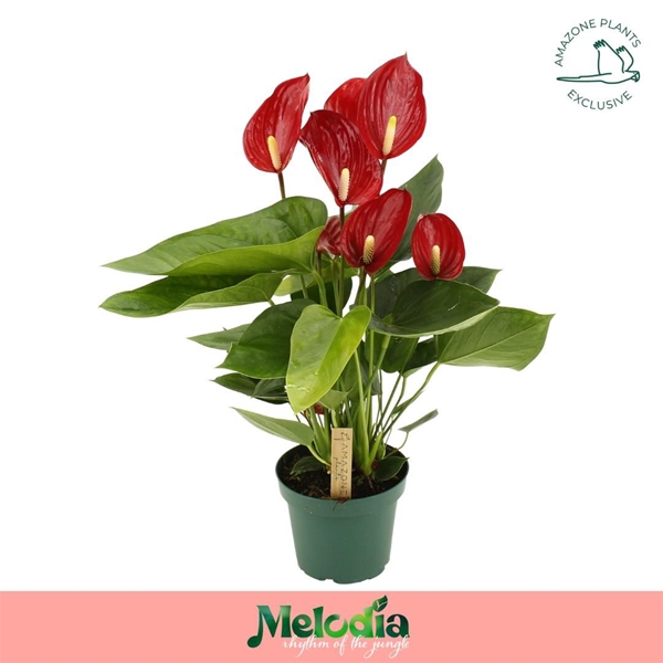 Anthurium Andreanum Melodia Rot