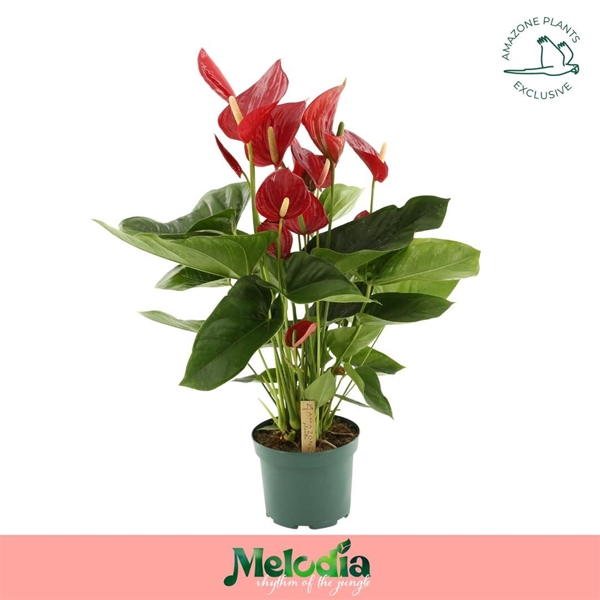 Anthurium Andreanum Melodia Rot