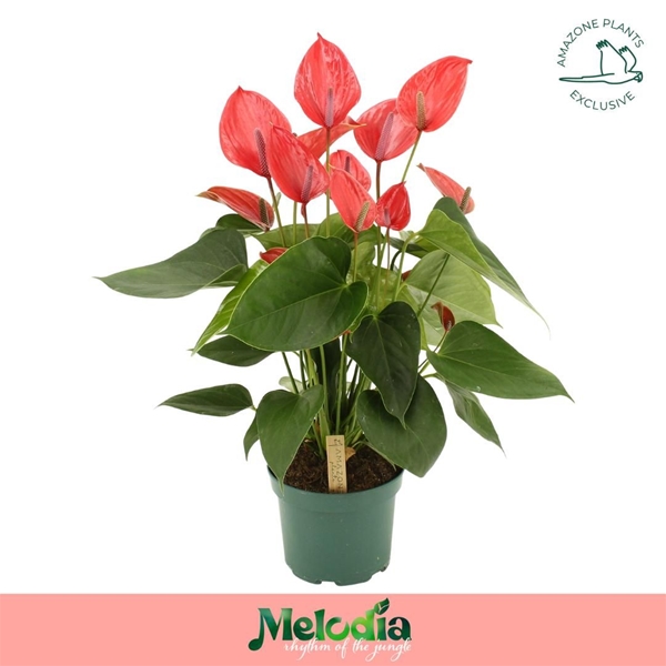 Anthurium Andreanum Melodia Ibis 