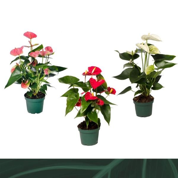 Anthurium Andreanum Mixtray 