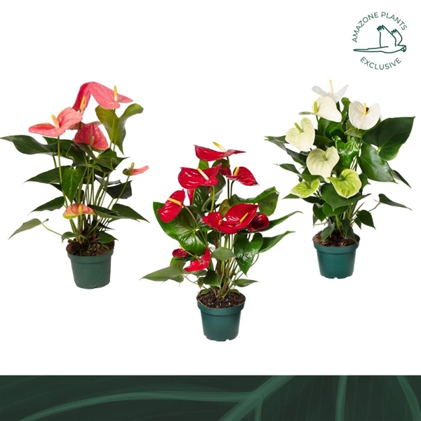 Anthurium Andreanum Mixtray