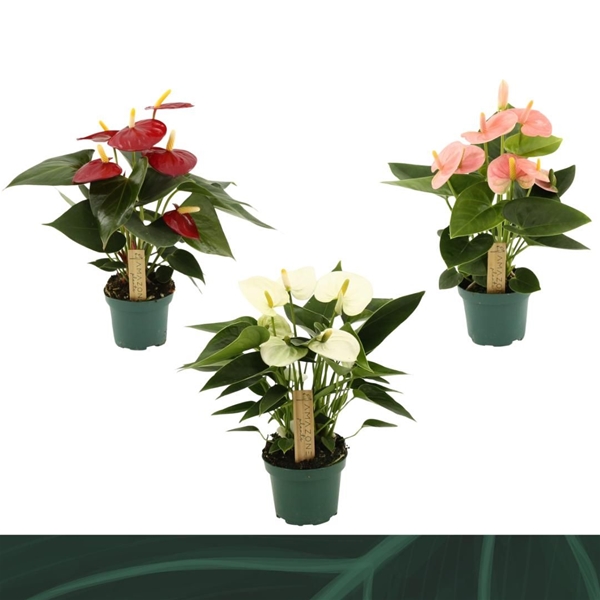 Anthurium Andreanum Mixtray