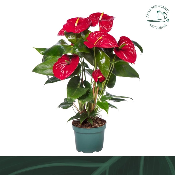 Anthurium Andreanum Nevada