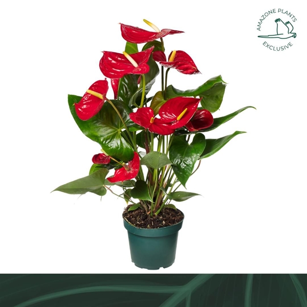 Anthurium Andreanum Nevada 