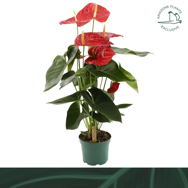 Anthurium Andreanum Oregon 