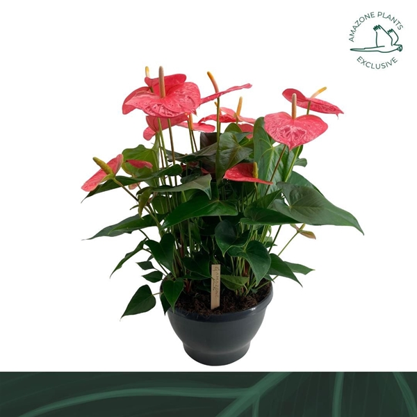 Anthurium Andreanum Colorado Schale