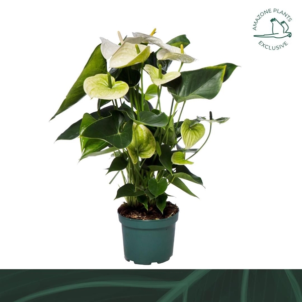 Anthurium Andreanum Samora