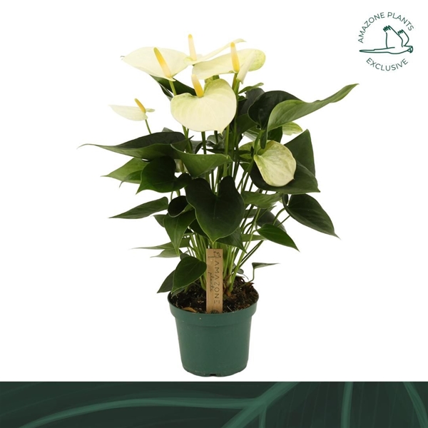 Anthurium Andreanum Samora 