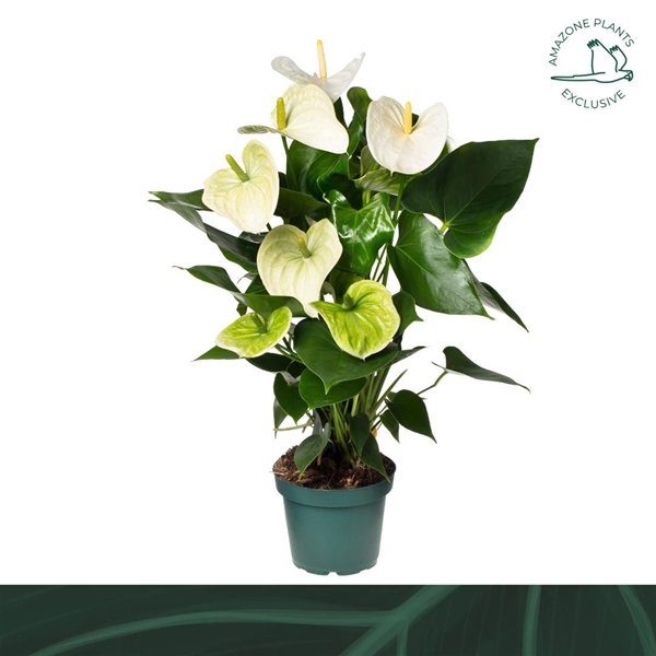 Anthurium Andreanum Samora 